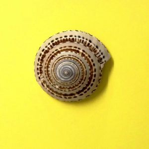 architettonica maxima - andrea fanciaresi vendita online