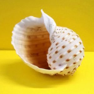 tonna tessellata - andrea fanciaresi vendita online