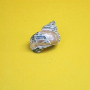 turbo imperialis inciso delfino - andrea fanciaresi vendita online