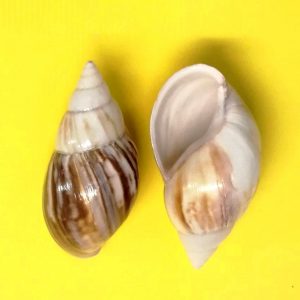 achantia fulica - andrea fanciaresi vendita online