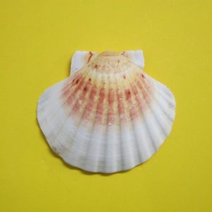cappasanta -andrea fanciaresi vendita online