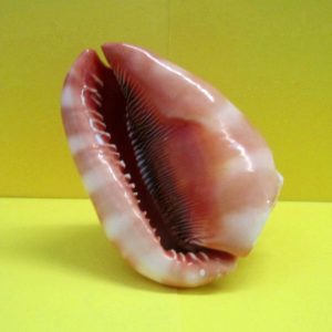 cassis rufa - andrea fanciaresi vendita online