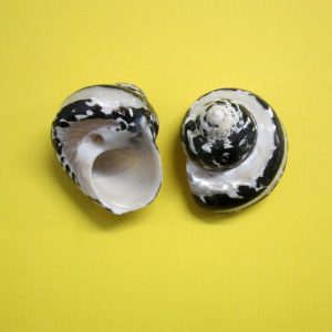 cittarium pica banded - andrea fanciaresi vendita online