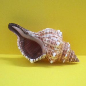 fassolaria trapezium - andrea fanciaresi vendita online