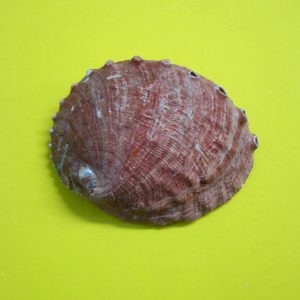 haliotis assimilis naturale - andrea fanciaresi vendita online