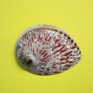 haliotis midae levigata - andrea fanciaresi vendita online