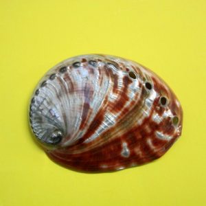 haliotis rufescens levigata - andrea fanciaresi vendita online