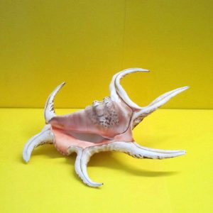 lambis chiragra - andrea fanciaresi vendita online