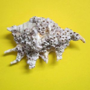 lambis tubifora - andrea fanciaresi vendita online