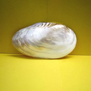 mussel giant pink large - andrea fanciaresi vendita online