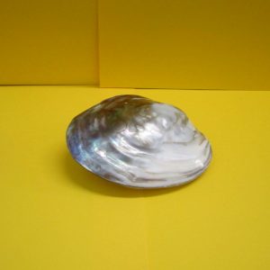 mussel rainbow pink - andrea fanciaresi vendita online