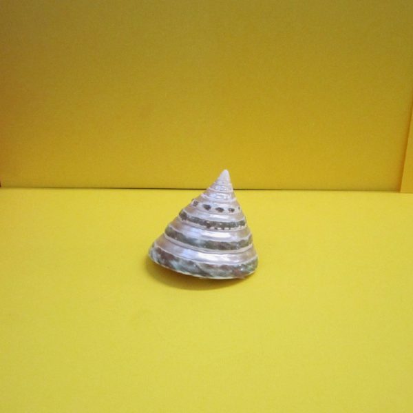 trochus pyramis banded - andrea fanciaresi vendita online