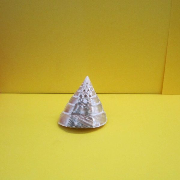 trochus pyramis banded - andrea fanciaresi vendita online