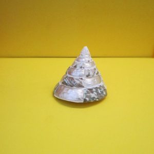 trochus pyramis banded - andrea fanciaresi vendita online