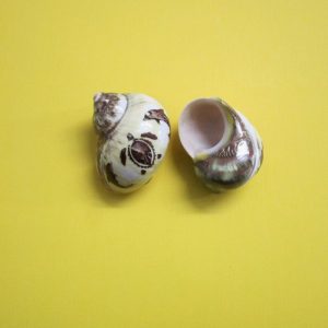 turbo cireneus inciso delfini/tartaruga - andrea fanciaresi vendita online