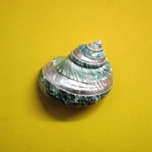 turbo imperialis banded - andrea fanciaresi vendita online