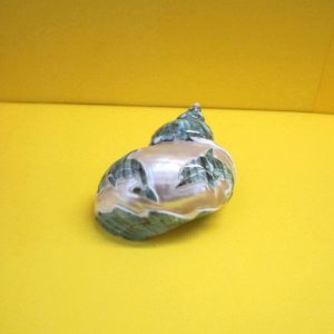 turbo imperialis inciso delfini - andrea fanciaresi vendita online