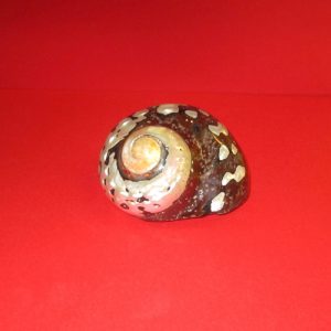 turbo sarmaticus large - andrea fanciaresi vendita online