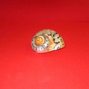 turbo sarmatucus medium - andrea fanciaresi vendita online