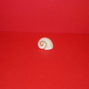 turbo sarmaticus small - andrea fanciaresi vendita online