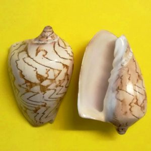 voluta nobilis - andrea fanciaresi vendita online