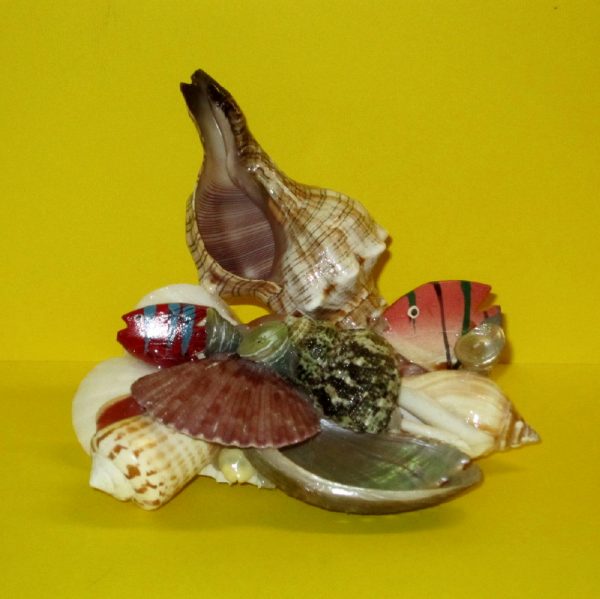 composizione conchiglia fassolaria pesci - andrea fanciaresi vendita online