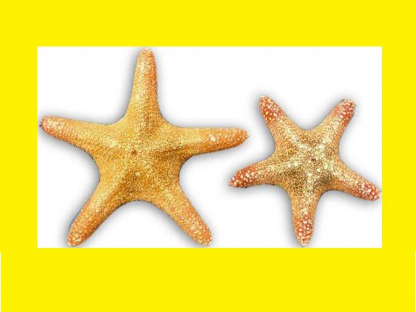 stella marina jungle - andrea fanciaresi - vendita online